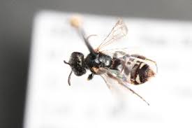 Image result for Isoglossa perdita