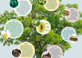 Seed production varies from 11 to 50 kg/year/tree. Neem Graphic2 Indd Greener Ideal