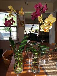 Water Grow Orchids Water Culture Orchids Orchids Orchids In Water