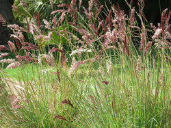 Image result for Melinis ambigua