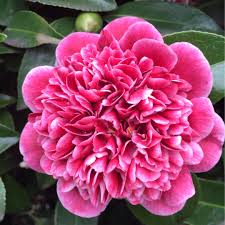Camellia Japonica Volunteer Camellia Volunteer In Gardentags Plant Encyclopedia