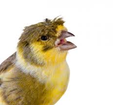 The curly canary of the south was bred in france, it is a hybrid of the crossing of the northern curl with the canary bossu, obtaining the two traits. Types Of Canaries And Their Names