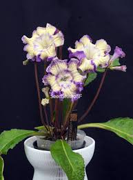 Image result for Streptocarpus solenanthus × eylesii