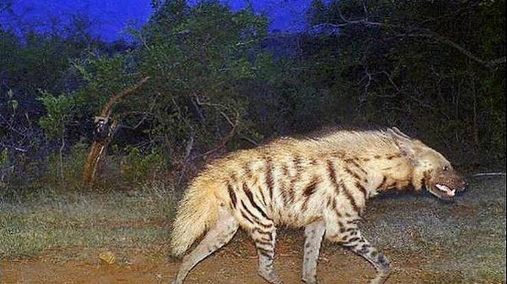 More sightings sign of rise in striped hyena population, say forest officials - The Hindu