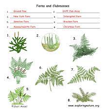 Found all over the world, conifers are largely woody plants, with trees making up the vast majority of conifers. Vascular Plants Trees Grass Ferns Flowering Plants