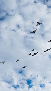 Check spelling or type a new query. Birds Flying Sky Clouds 750x1334 Iphone 8 7 6 6s Wallpaper Background Picture Image