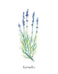 Herb Print With Label Watercolor Lavender Art Print Simple Etsy Easy Watercolor Watercolor Art Watercolor Paintings