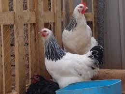 We did not find results for: Sussex For Sale Chickens Breed Information Omlet