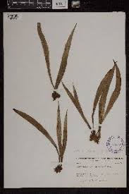 Image result for Antrophyum mannianum