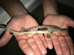 Sturgeon eggs are the eggs of female sturgeon fish. Tittabawassee S Sturgeon Count Instantly Doubles Midland Daily News