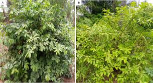 Image result for Uvaria tanzaniae