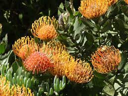 Gardening 101 Pincushion Protea Gardenista Protea Plant Plants Outside Plants