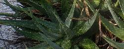 Image result for Aloe aculeata × ortholopha