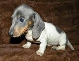 Maybe you would like to learn more about one of these? Red White Blue Piebald Dachshund Puppies For Sale In Houston Texas Classified Americanlisted Com