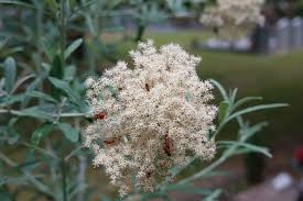 Image result for Buddleja saligna