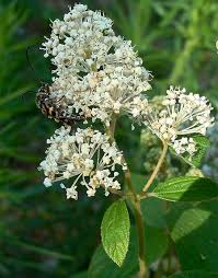 Many of us enjoy the beauty of flowers in our backyard and community gardens. Top Five Native Shrubs For Pollinators