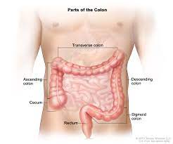 As with the semicolon, do. Definition Of Colon Nci Dictionary Of Cancer Terms National Cancer Institute