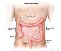 The colon (:) marks a bigger pause than that is expressed by the semicolon. Definition Of Colon Nci Dictionary Of Cancer Terms National Cancer Institute