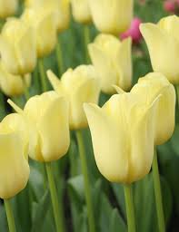 World Friendship Triumph Tulip Bulb Flowers Flower Bulbs Garden Planting Bulbs