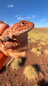 Image result for Pogonarthria