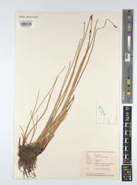 Image result for Eleocharis limosa