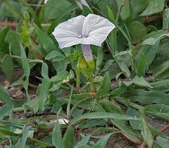 Image result for Ipomoea marginata
