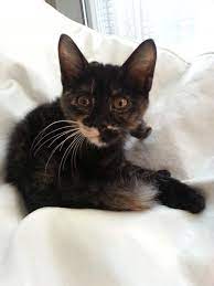 yavru kedi sahiplenmek isteyen var mi lokasyon beylikduzu cat cats kitten kitty sahiplendirme hayvan hayvan cats kedi