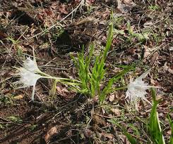 Image result for Pancratium tenuifolium