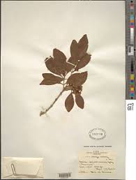 Image result for Olinia rochetiana