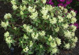 File Rhododendron Princess Anne 2 Jpg Med Billeder