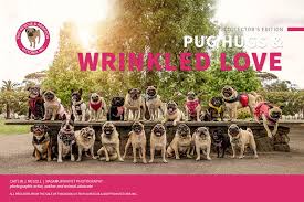Planning to adopt a pet? Available Pugs Adoption Profiles Pug Rescue And Adoption Victoria
