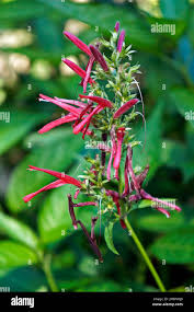 Image result for Justicia incana