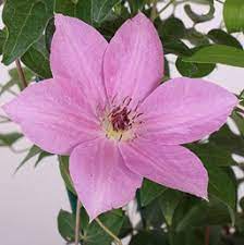 See more ideas about clematis, clematis vine, planting flowers. Clematis Costa Farms
