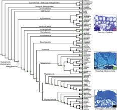 Image result for Sphedamnocarpus