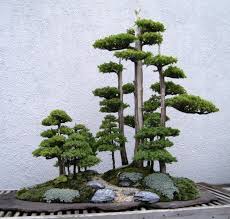 In this article we explain how to keep your juniper alive and thriving! How To Take Care Of A Bonsai Tree Juniper Bonsai Bonsai Forest Bonsai Tree Care