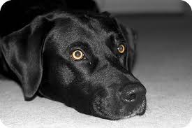 12 Absolutely Adorable Labrador Faces That Get Anything They Want Wide Open Pets Labrador Pets Dog Lovers