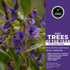 Image result for Bolusanthus