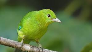 Harga Cucak Ijo Mini Terbaru April 2018 Burung ini juga dikenal oleh para kicaumania dengan. harga cucak ijo mini terbaru april 2018