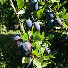 Small elongated oval fruit with deep red skin and very sweet juicy yellow flesh. Plum Stanley Prune Fruit Trees Ornamental Trees Prune Plum