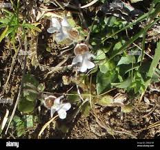 Image result for Diclis