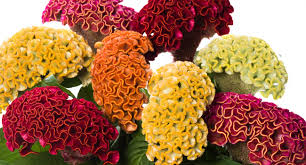 Image result for Celosia nervosa