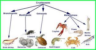 Berikut 77 nama yang bisa anda pilihkan untuk buah hati. 15 Hewan Yang Hidup Di Air Ciri Ciri Beserta Penjelasannya Dunia Fauna Hewan Binatang Tumbuhan Dunia Fauna Hewan Binatang Tumbuhan