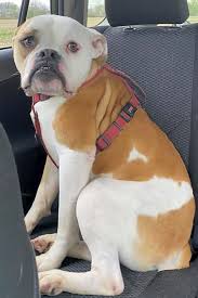 My first american bulldog about a year old rescue. Want To Adopt A Pet Here Are 4 Delightful Doggies To Adopt Now In