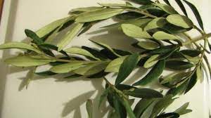 Zeytin Yapraginin Cilde Faydalari Pembe Fikirler Bitki Zeytin Otlar