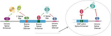 A city that's simultaneously cosmopolitan and soulful, urban and rural, and brimming with light and possibilities. We Skip To Work Alternative Splicing In Normal And Malignant Myelopoiesis Leukemia