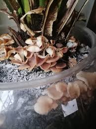 Image result for Satyrium kitimboense