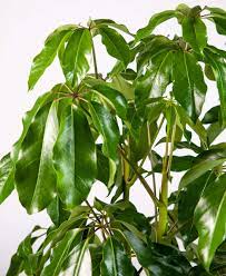 Join The Waitlist Bloomscape Schefflera Umbrella Tree Plants
