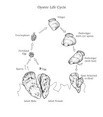 Check spelling or type a new query. Scientific Illustration What Is It