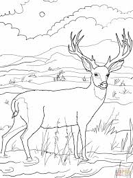44 hunting themed scenes with hunt. Deer Hunting Coloring Pages Novocom Top