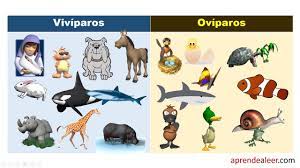 Animales Viviparos Y Oviparos Para Ninos De Primaria Youtube